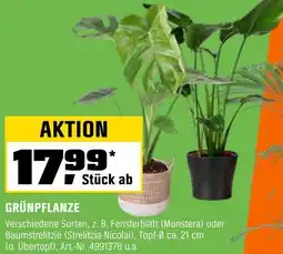 OBI Grünpflanze Angebot