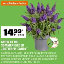 OBI Grow by obi sommerflieder ,,butterfly candy" Angebot