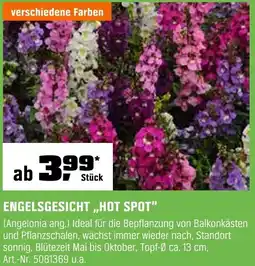 OBI Engelsgesicht ,,hot spot" Angebot
