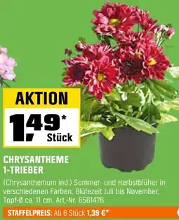OBI Chrysantheme 1-trieber Angebot