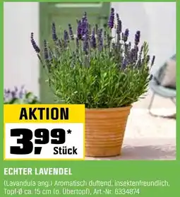 OBI Echter lavendel Angebot