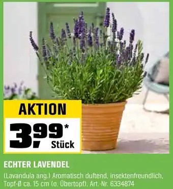 OBI Echter lavendel Angebot