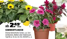 OBI Sommerpflanzen Angebot