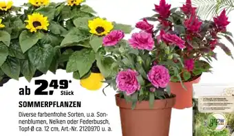 OBI Sommerpflanzen Angebot