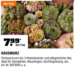 OBI Hauswurz Angebot