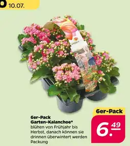 NETTO Garten-kalanchoe Angebot