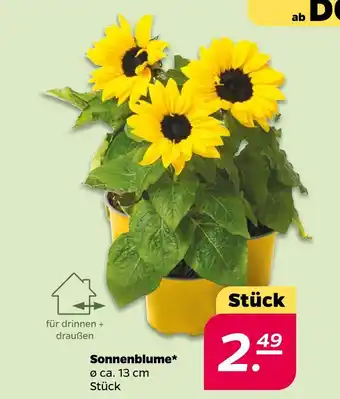 NETTO Sonnenblume Angebot