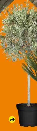 Globus Baumarkt Olivenbaum Olea Europea Angebot