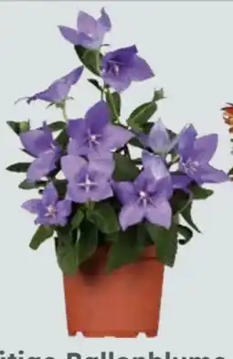 Globus Baumarkt Ballonblume Platycodon Grandiflorus Angebot
