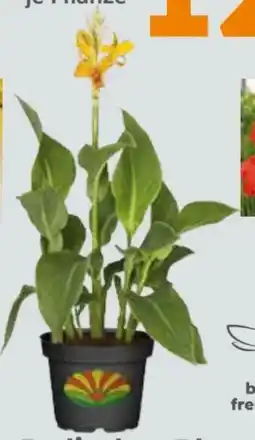 Globus Baumarkt Canna Indica Angebot