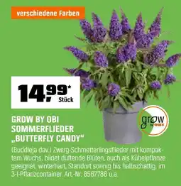 OBI Obi sommerflieder 'butterfly candy' Angebot