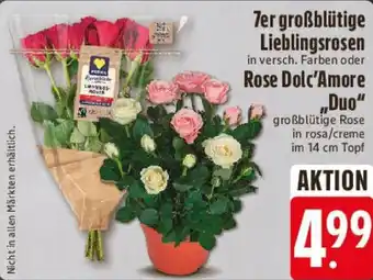 Edeka 7er großblütige Lieblingsrosen, Rose Dolc'Amore ,,Duo" Angebot