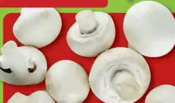 Aldi Nord Kulturchampignons weiß Angebot