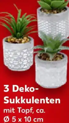 Kaufland 3 Deko Sukkulenten Angebot