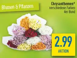 diska Chrysanthemen Angebot