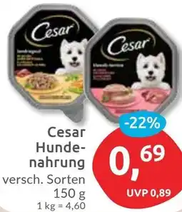 Budni Cesar Hundenahrung Angebot