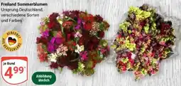 Globus Freiland Sommerblumen Angebot