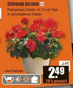 V Baumarkt Stehende Geranie Angebot