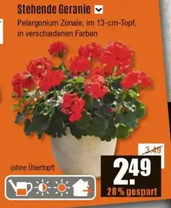 V Baumarkt Stehende Geranie Angebot
