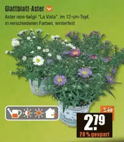 V Baumarkt Glattblatt-Aster Angebot