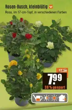 V Baumarkt Rosen-Busch, kleinblütig Angebot