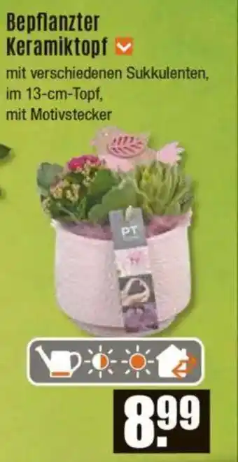 V Baumarkt Bepflanzter Keramiktopf Angebot