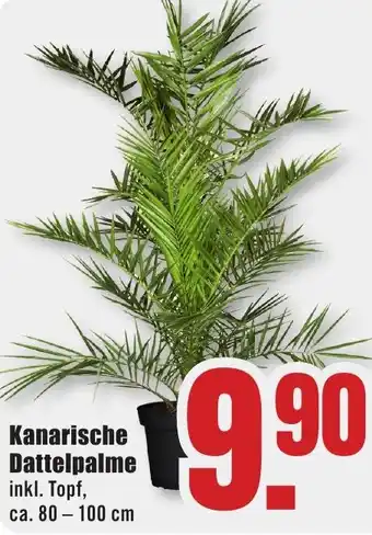 B1 Discount Baumarkt Kanarische Dattelpalme Angebot