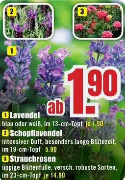B1 Discount Baumarkt Lavendel Angebot