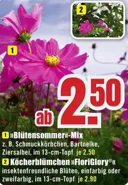 B1 Discount Baumarkt Blütensommer Mix Angebot