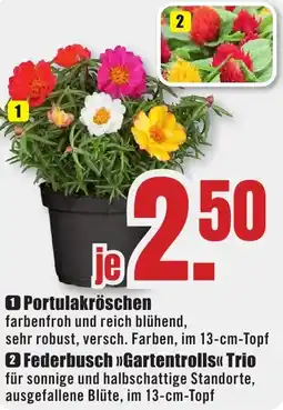 B1 Discount Baumarkt Portulakröschen Angebot