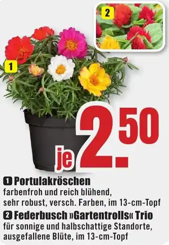 B1 Discount Baumarkt Portulakröschen Angebot