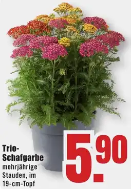 B1 Discount Baumarkt Trio Schafgarbe Angebot