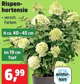 Thomas Philipps Rispenhortensie Angebot