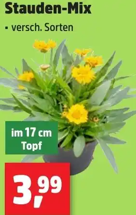 Thomas Philipps Stauden-Mix Angebot