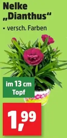 Thomas Philipps Nelke „Dianthus" Angebot