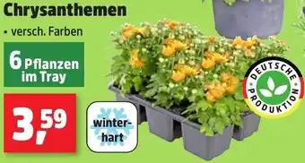 Thomas Philipps Chrysanthemen Angebot