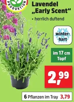 Thomas Philipps Lavendel ,,Early Scent" Angebot