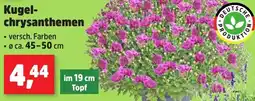 Thomas Philipps Kugelchrysanthemen Angebot