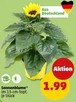 PENNY Sonnenblume Angebot
