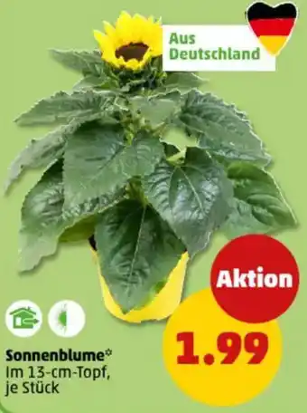 PENNY Sonnenblume Angebot