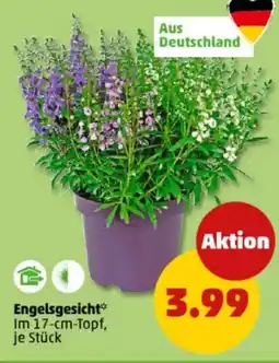 PENNY Engelsgesicht Angebot