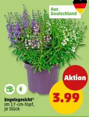 PENNY Engelsgesicht Angebot