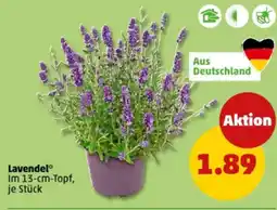 PENNY Lavendel Angebot