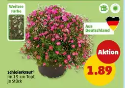 PENNY Schleierkraut Angebot