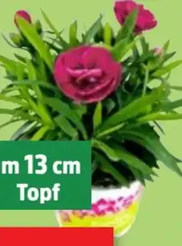 Thomas Philipps Nelken Dianthus Angebot