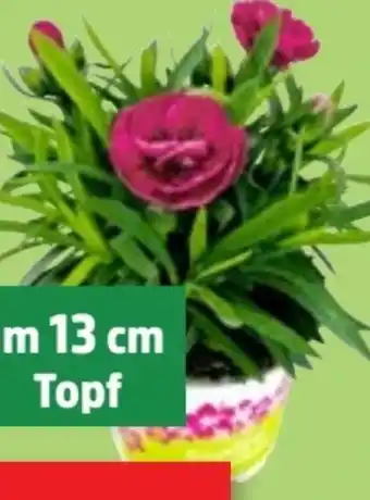 Thomas Philipps Nelken Dianthus Angebot