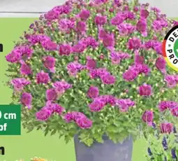 Thomas Philipps Chrysanthemen Kugel Angebot