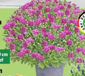 Thomas Philipps Chrysanthemen Kugel Angebot