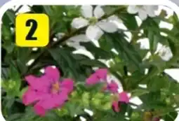 B1 Discount Baumarkt Köcherblümchen Flori Glory Angebot