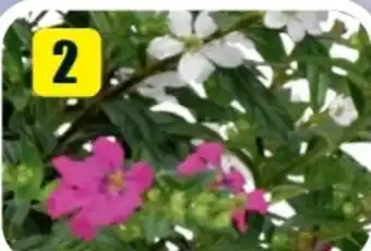 B1 Discount Baumarkt Köcherblümchen Flori Glory Angebot